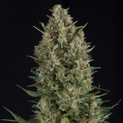 WEMBLEY FEM X5+2-PYRAMID SEEDS (DS)