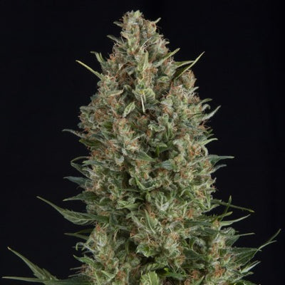 WEMBLEY FEM X5+2-PYRAMID SEEDS
