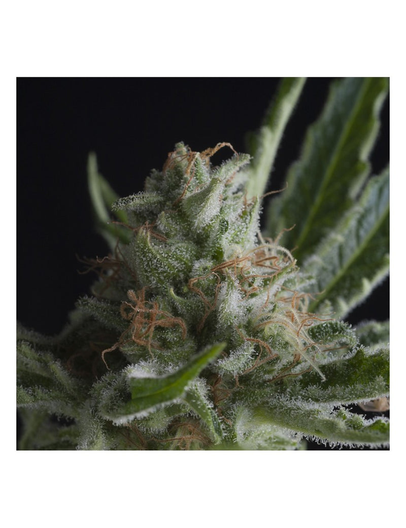 SHARK FEM X5+2-PYRAMID SEEDS (DS)