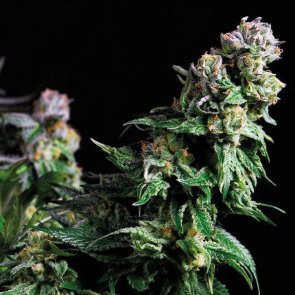 PURPLE URKLE FEM X5+2-PYRAMID SEEDS (DS)