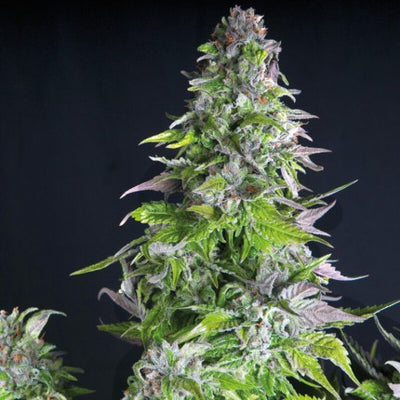 ROMULAN FEM X5+2-PYRAMID SEEDS (DS)