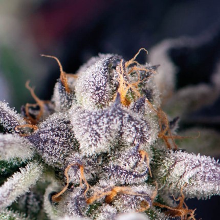 COOKIES USA FEM X5+2-PYRAMID SEEDS (DS)