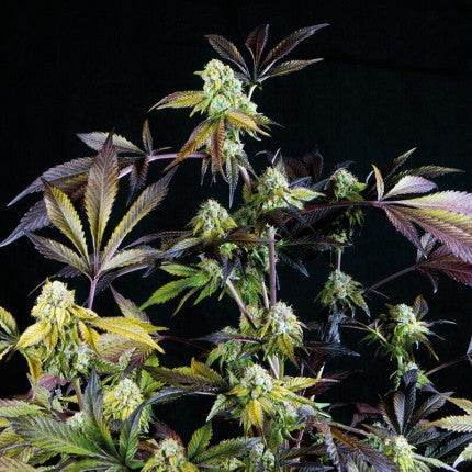 SUNSET SHERBET FEM X5+2-PYRAMID SEEDS