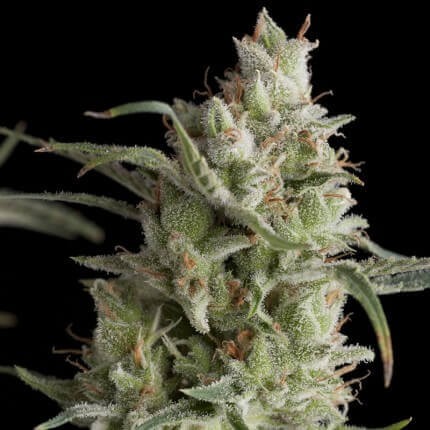 SUPER OG KUSH FEM X5+2-PYRAMID SEEDS (DS)