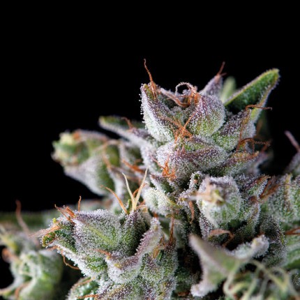 GORILA FEM X5+2-PYRAMID SEEDS (DS)