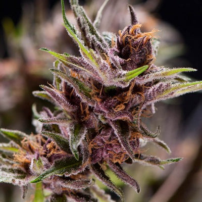 BLACK CHERRY PUNCH FEM X5+2-PYRAMID SEEDS