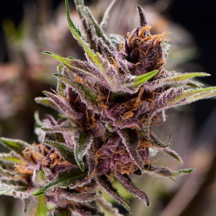 BLACK CHERRY PUNCH FEM X5+2-PYRAMID SEEDS
