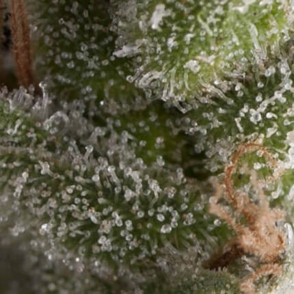FRESH CANDY AUTO X5+2 -PYRAMID SEEDS