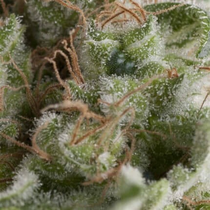 AMERICAN PIE AUTO X5+2 -PYRAMID SEEDS