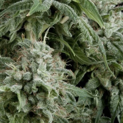NORTHERN LIGHTS AUTO X5+2 -PYRAMID SEEDS (DS)