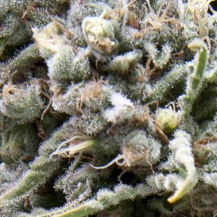 WHITE WIDOW AUTO X5+2 -PYRAMID SEEDS (DS)
