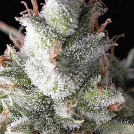 RAMSES AUTO X5+2 -PYRAMID SEEDS