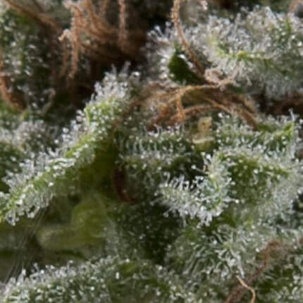 LENNON AUTO X5+2 -PYRAMID SEEDS (DS)
