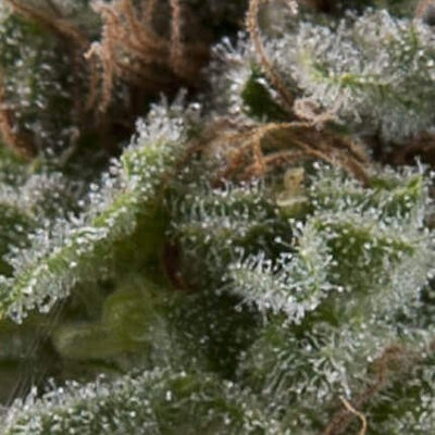 LENNON AUTO X5+2 -PYRAMID SEEDS