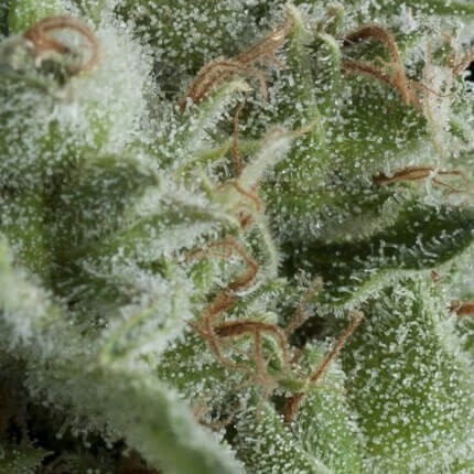KRYPTONITE AUTO X5+2 -PYRAMID SEEDS (DS)