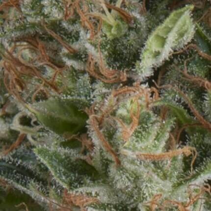 WEMBLEY AUTO X5+2 -PYRAMID SEEDS
