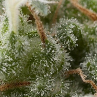 SUPER HASH AUTO X5+2 -PYRAMID SEEDS