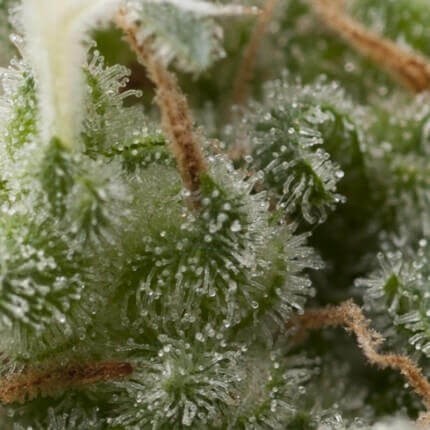 SUPER HASH AUTO X5+2 -PYRAMID SEEDS