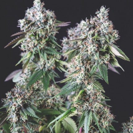 MENDOCINO PURPLE KUSH FEM X3+1-PYRAMID SEEDS (DS)