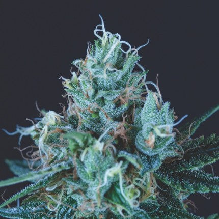 ICE CREAM FEM X3+1-PYRAMID SEEDS (DS)