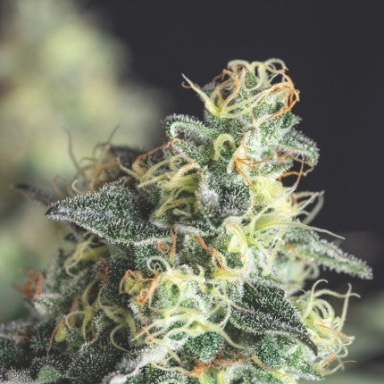 LEMON LARRY OG FEM X3+1-PYRAMID SEEDS (DS)
