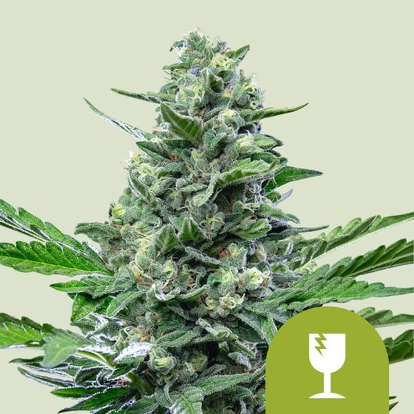 ROYAL CRITICAL AUTO X100-ROYAL QUEEN SEEDS (DS)