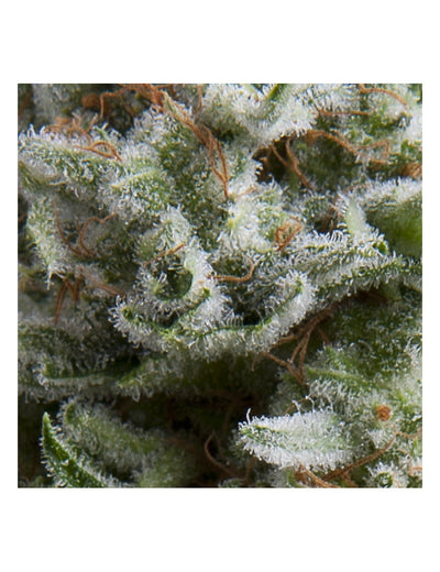 ANESTHESIA AUTO X5+2-PYRAMID SEEDS (DS)
