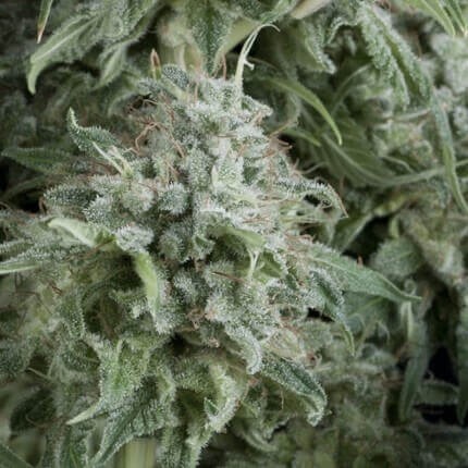 ANUBIS AUTO X5+2-PYRAMID SEEDS (DS)