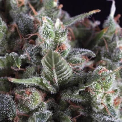 OLYMPIA AUTO X5+2-PYRAMID SEEDS