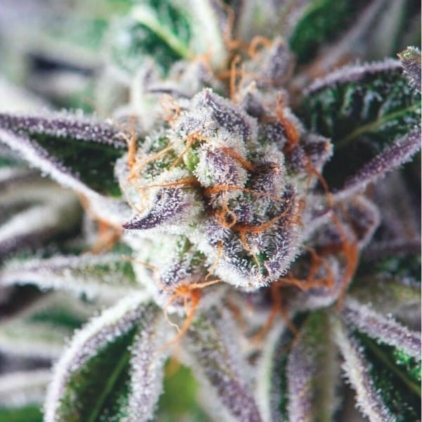 DO-SI-DOS FEM X5+2-PYRAMID SEEDS