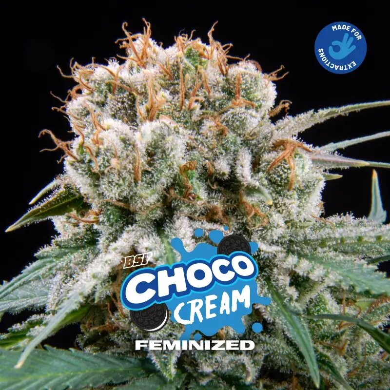CHOCO CREAM FEM X2-BSF