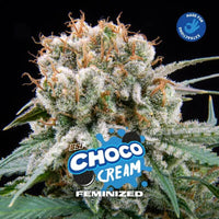 CHOCO CREAM FEM X7-BSF (DS)