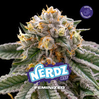 NERDZ FEM X12-BSF (DS)