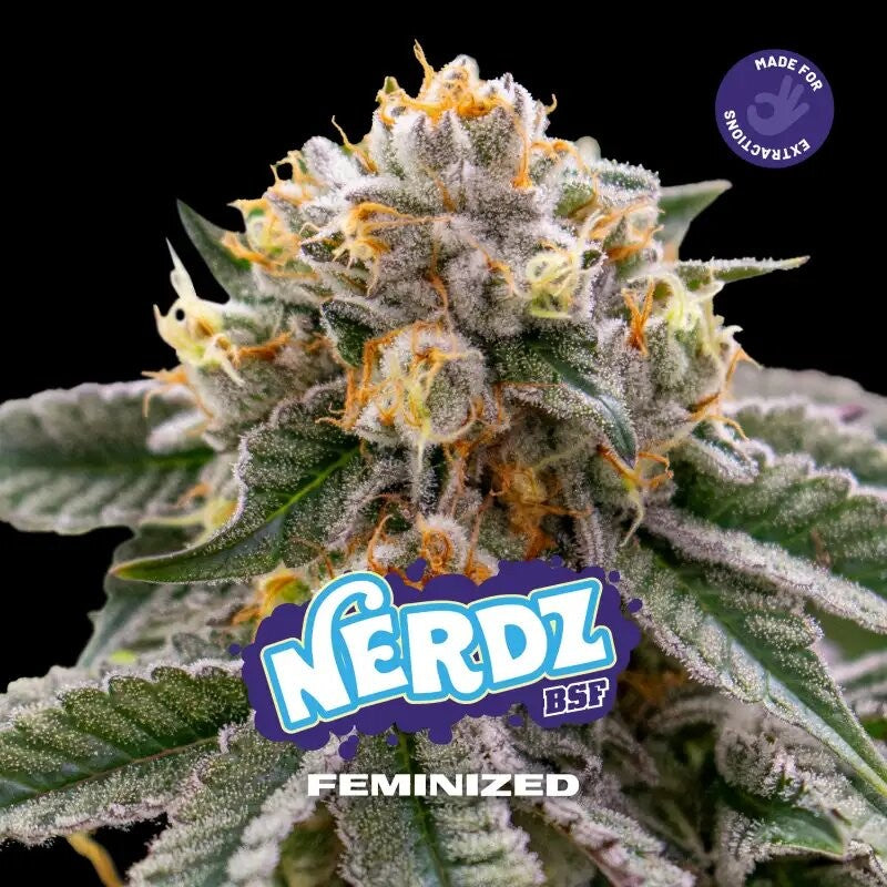 NERDZ FEM X12-BSF