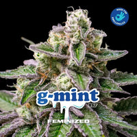 G-MINT FEM X12-BSF (DS)