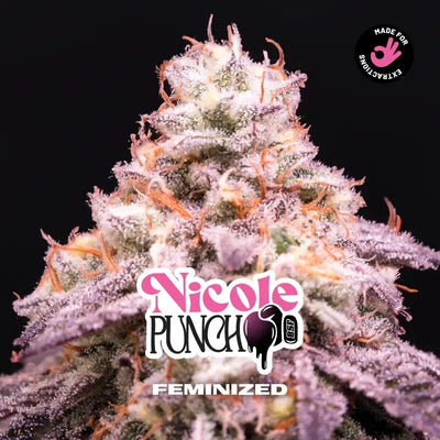 NICOLE PUNCH FEM X4-BSF (DS)