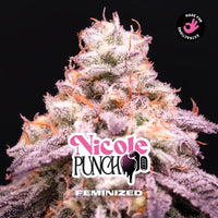 NICOLE PUNCH FEM X12-BSF (DS)