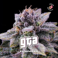 GTA FEM X12-BSF (DS)