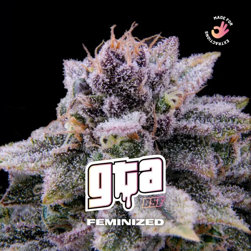 GTA FEM X12-BSF