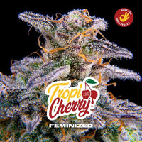 TROPI CHERRY FEM X12-BSF (DS)