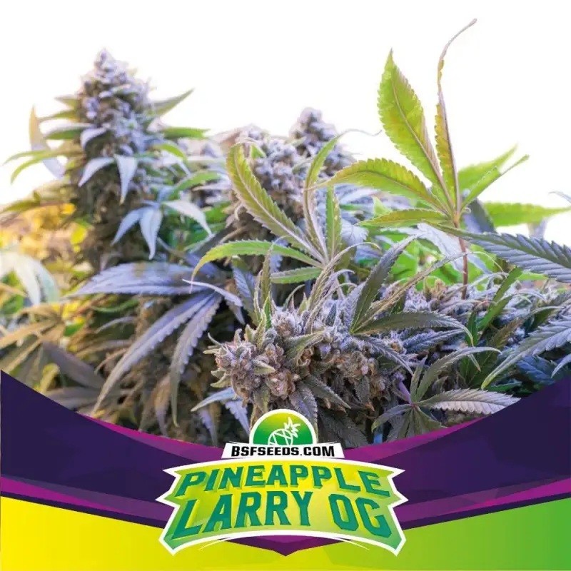 PINEAPPLE LARRY OG FEM X12-BSF (DS)