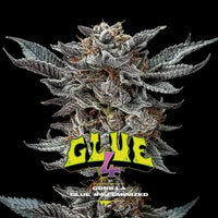 GORILLA GLUE 4 FEM X12-BSF (DS)