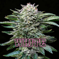 WHITE GORILLA FEM X4-BSF (DS)