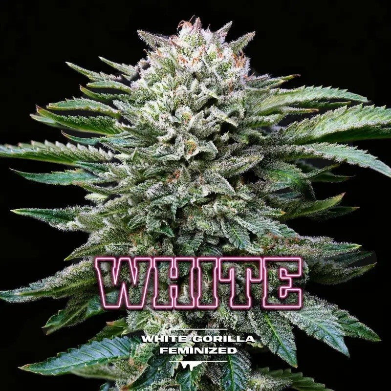 WHITE GORILLA FEM X4-BSF (DS)