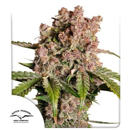 STRAWBERRY SODA AUTO X3-DUTCH PASSION
