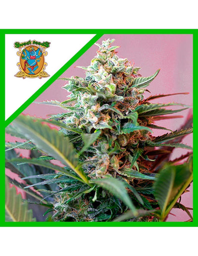 BIG DEVIL XL AUTO X25-SWEET SEEDS (DS)