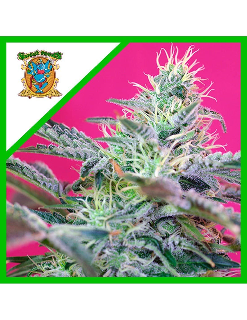 SWEET CHEESE AUTO X25-SWEET SEEDS (DS)