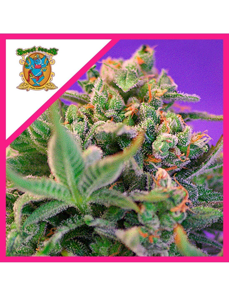 SWEET CHEESE F1 FEM X25-SWEET SEEDS (DS)