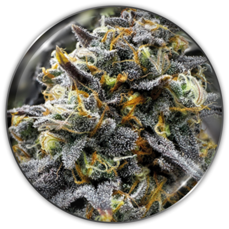 DONUTS FEM X3-MEDICAL SEEDS (DS)