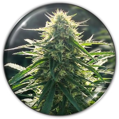 BIORELIEF CBD X3-MEDICAL SEEDS (DS)